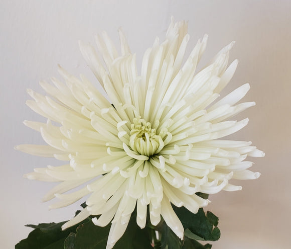 Spider Mum White