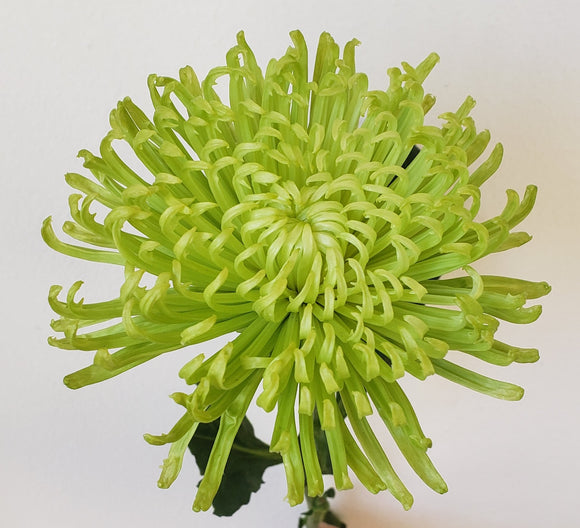 Spider Mum Green