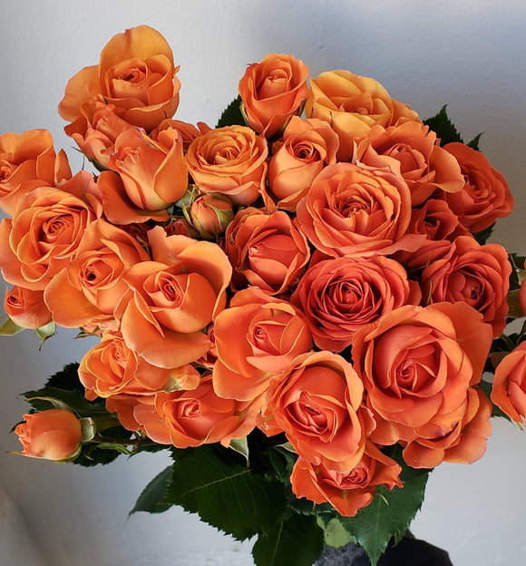 Spray Rose Orange Babe