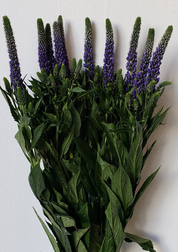 Veronica Purple