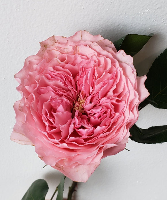 Rose Garden Mayra Rose