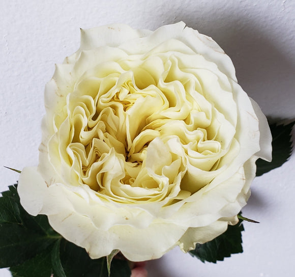 Rose Garden Mayra White