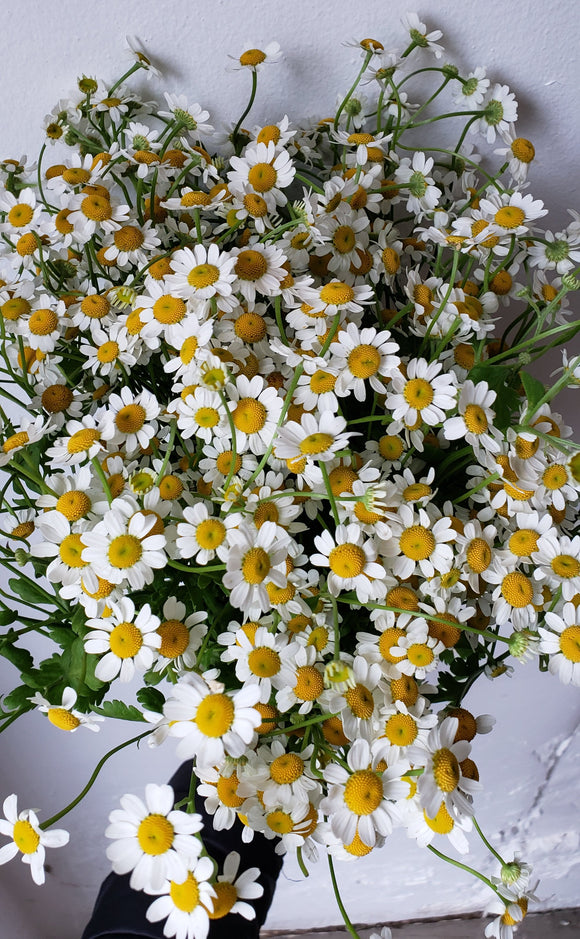 Feverfew Daisy