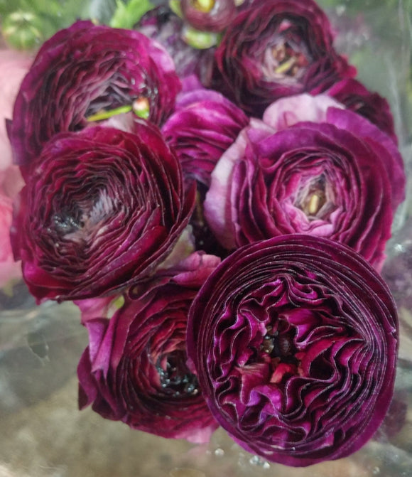 Ranunculus Burgundy