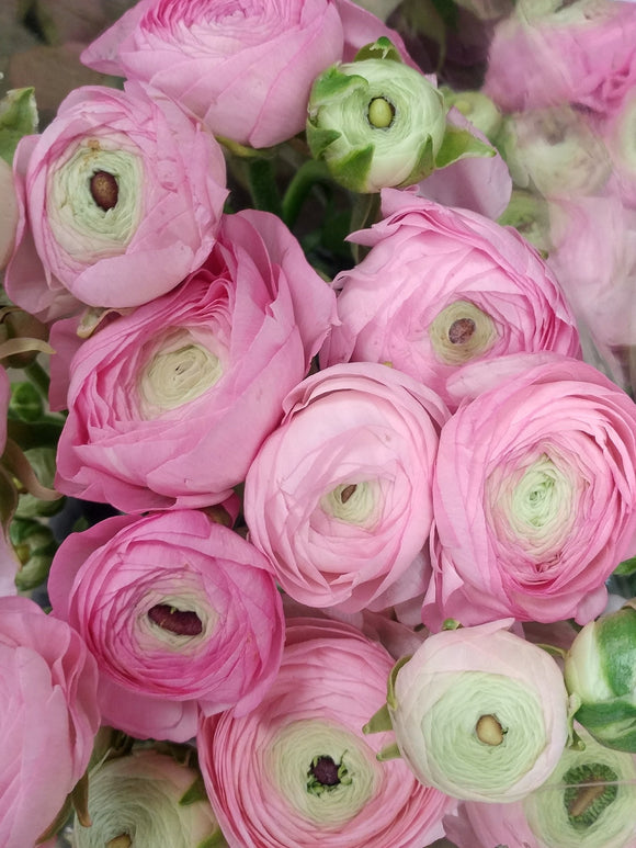 Ranunculus Light Pink
