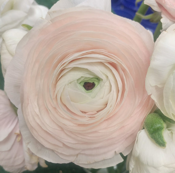 Ranunculus Clooni Hanoii