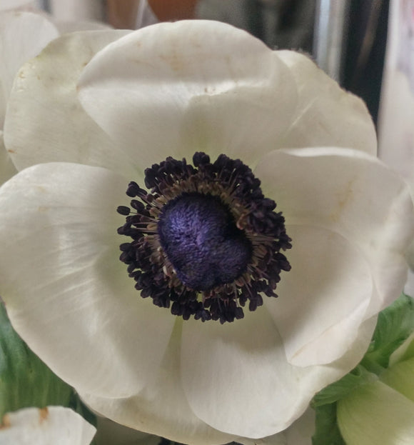 Anemone White