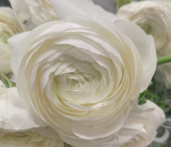 Ranunculus White