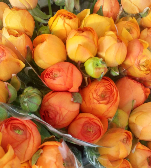 Ranunculus Orange