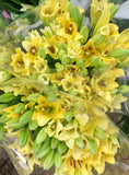 Lily Asiatic Yellow