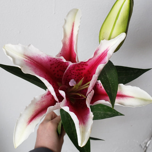 Lily Oriental Pink Starfighter