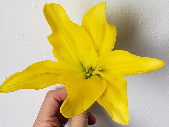 Lily Asiatic Yellow