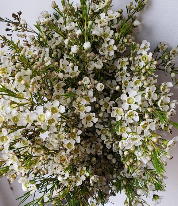 Waxflower White