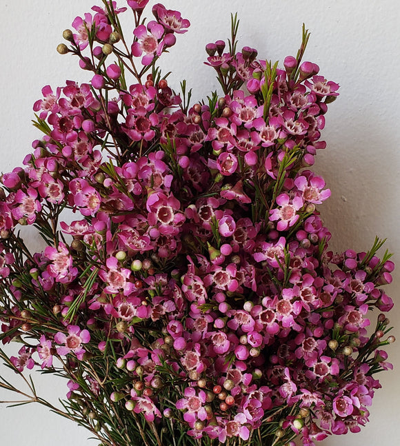 Waxflower Purple