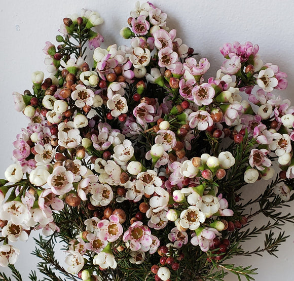Waxflower Pink