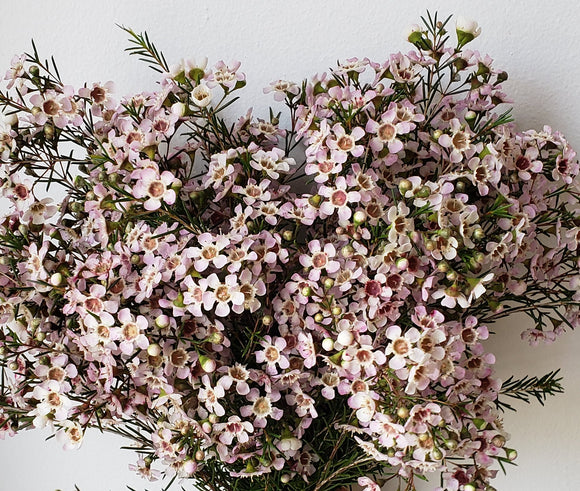 Waxflower Lavender