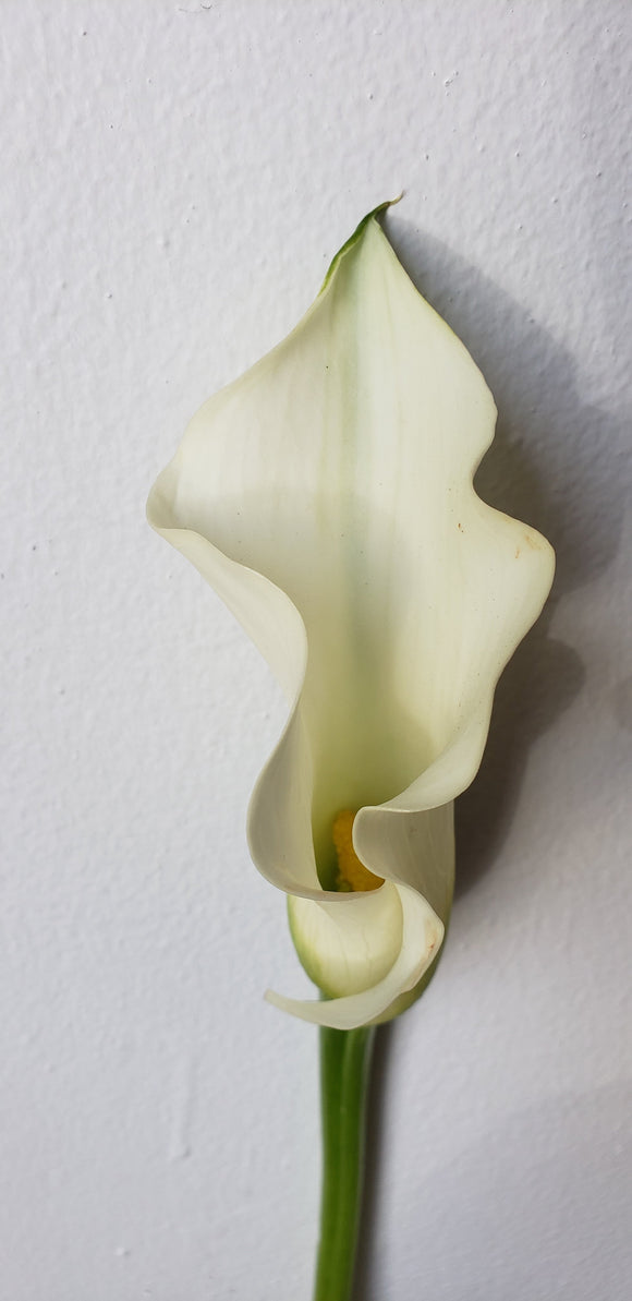 Calla Mini White
