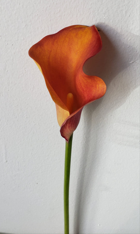 Calla Mini Mango