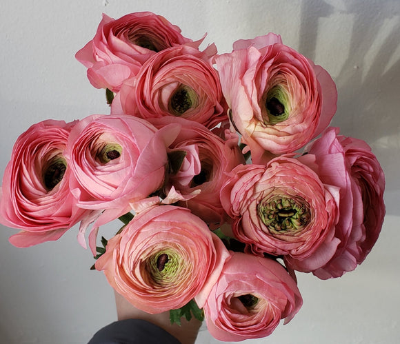 Ranunculus Salmon/Peach