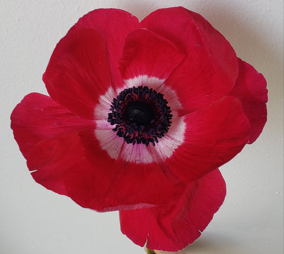 Anemone Red