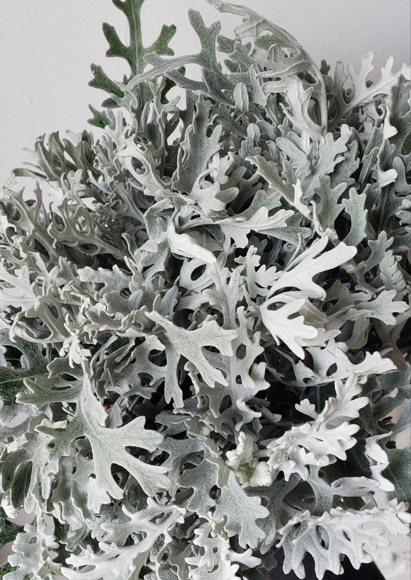 Dusty Miller Lacey