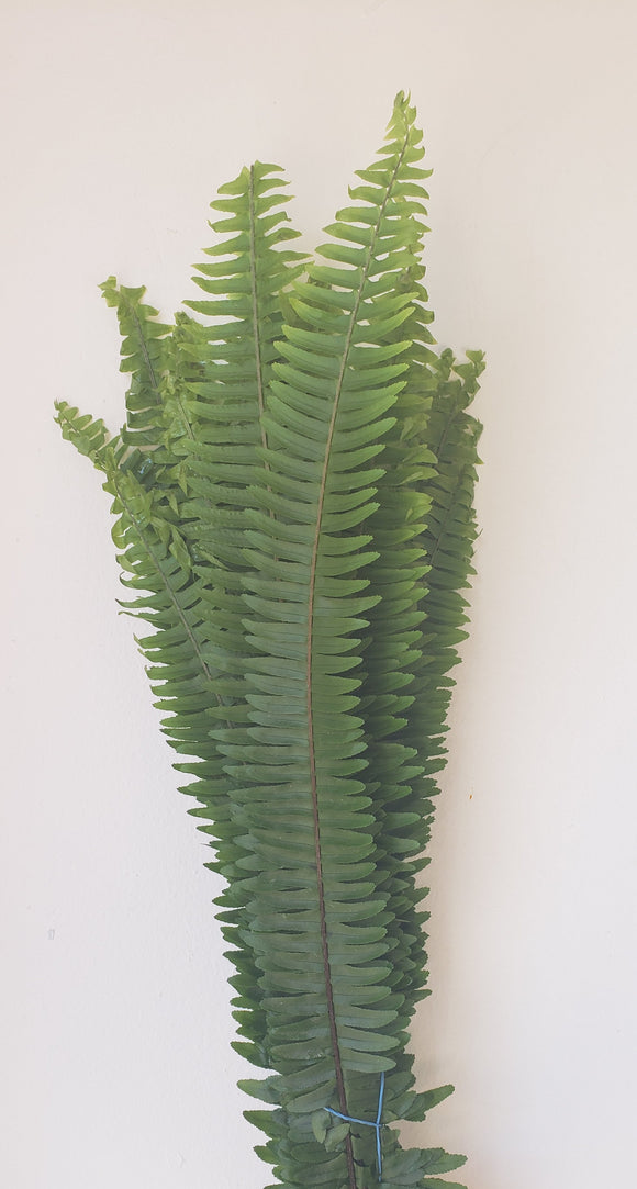 Sword Fern