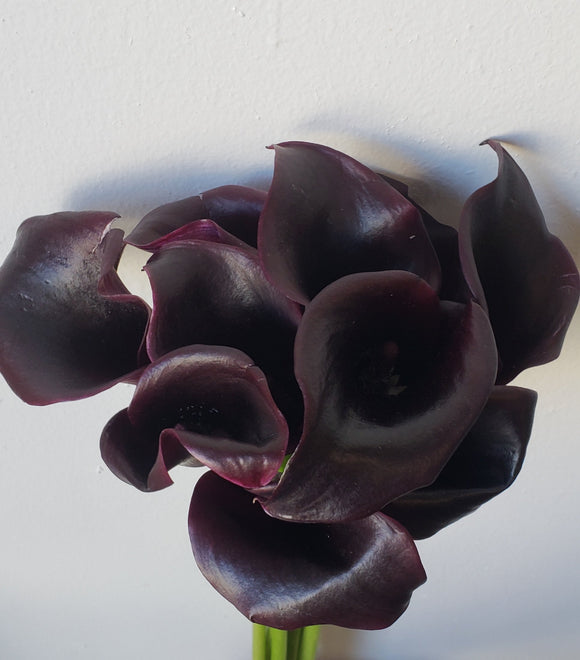 Calla Mini Schwarzwalder