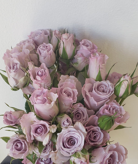 Spray Rose Lavender