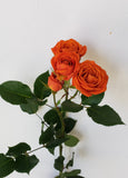 Spray Rose Orange Babe