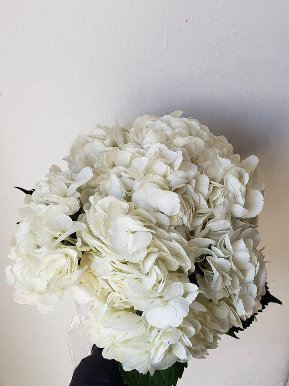 Hydrangea White Jumbo