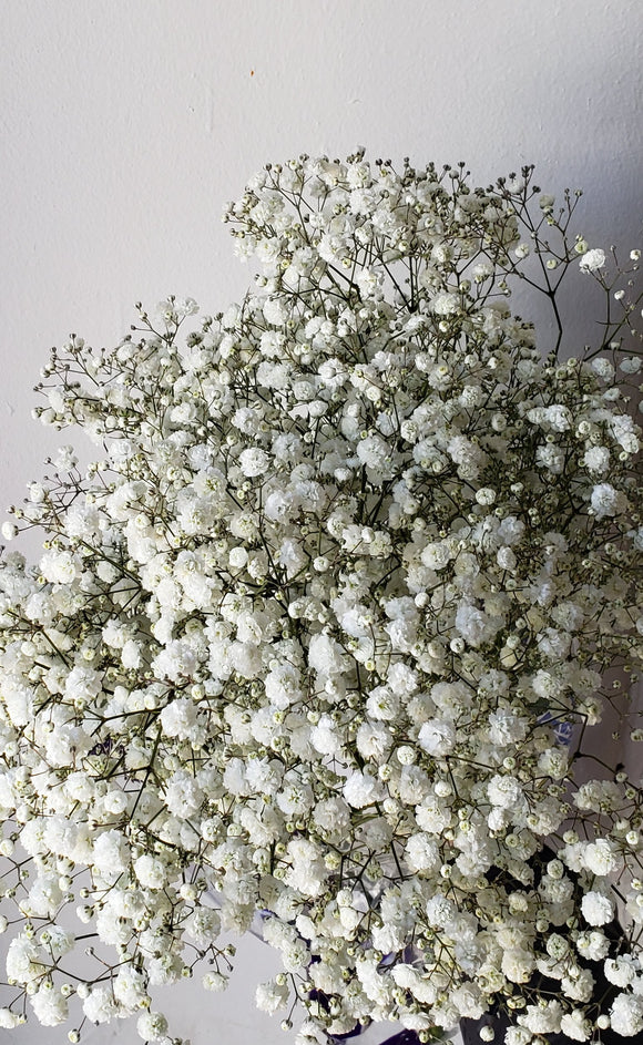 Babies Breath Million Star.