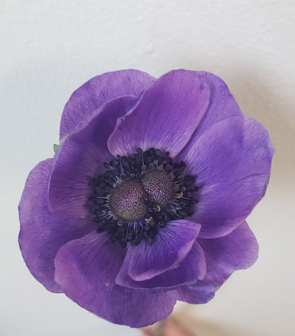 Anemone