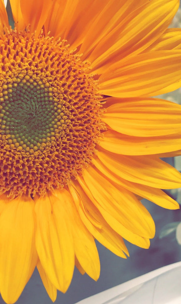 Green Center Sunflowers