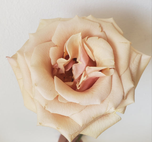 Rose Mother of Pearl