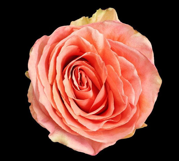 Rose Garden Coral Expression