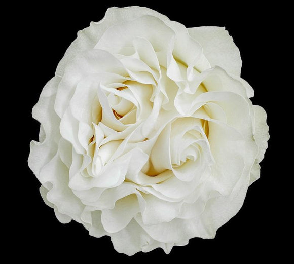 Rose Garden Moonstone