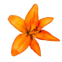 Lily Asiatic Orange