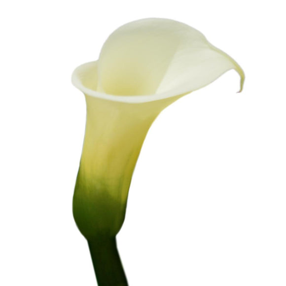 Calla White Large