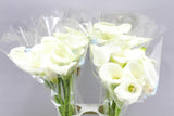 Calla Mini White