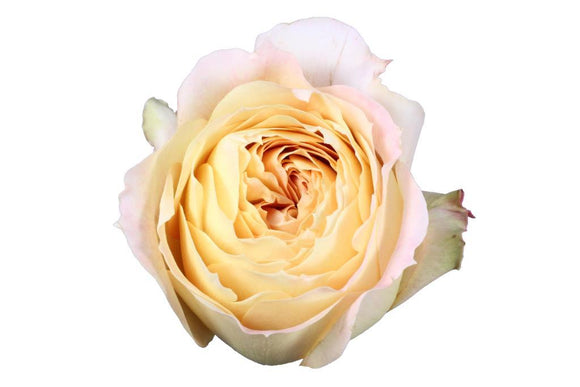 Rose Garden Caramel Antique