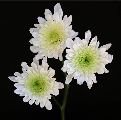 Cushion White Arctic Queen