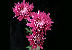 Cushion Purple Tornado