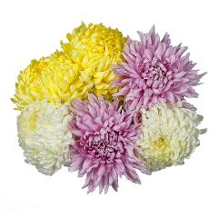 Football Mum Assorted