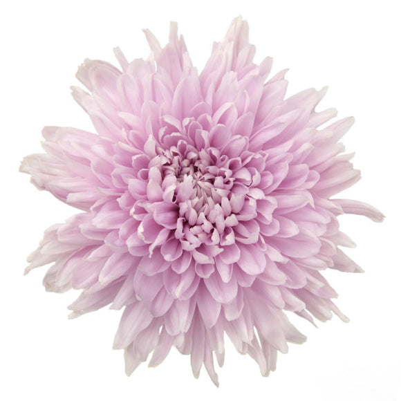 Football Mum Lavender