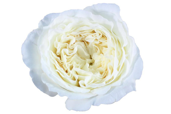 David Austin White Patience Garden Rose