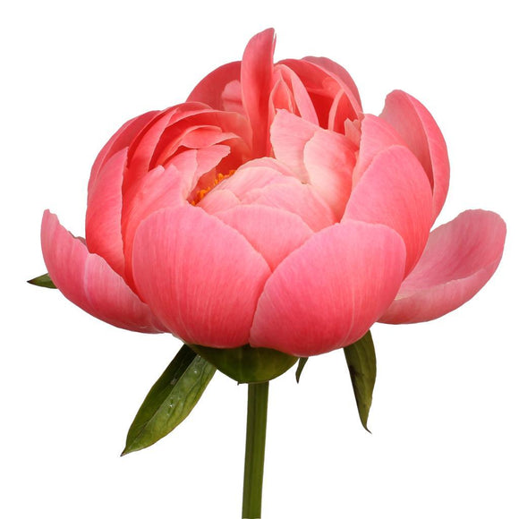 Peony Coral
