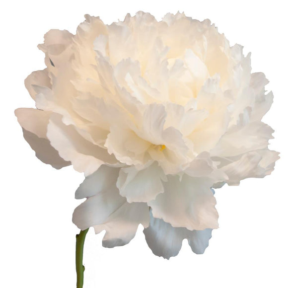 Peony Cream