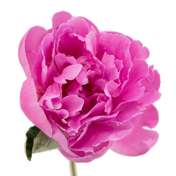 Peony Hot Pink