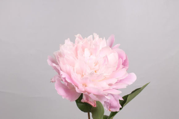 Peony Light Pink
