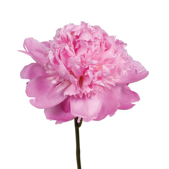 Peony Pink